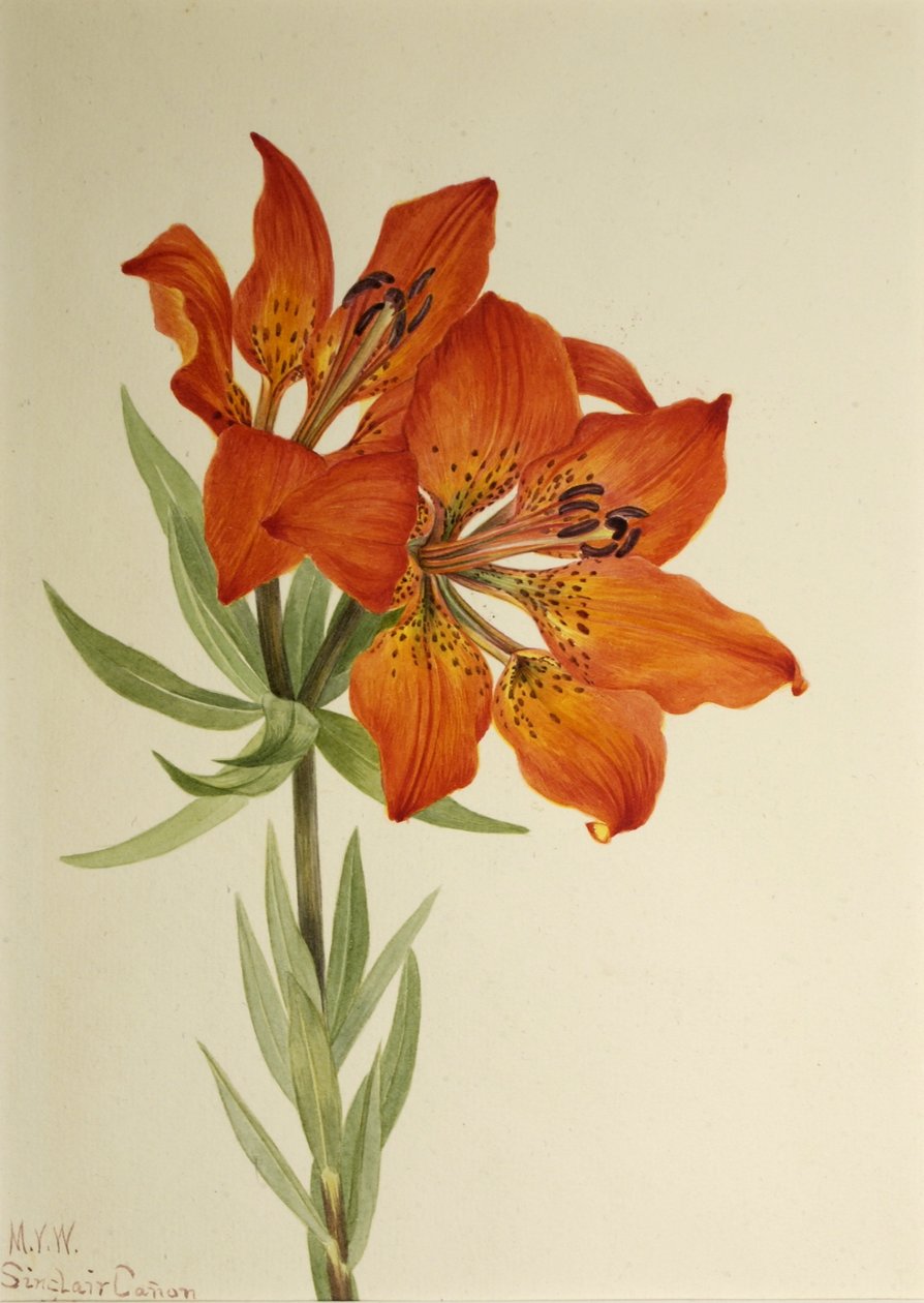 红百合（Lilium montanum） 作者 玛丽·沃克斯·沃尔科特