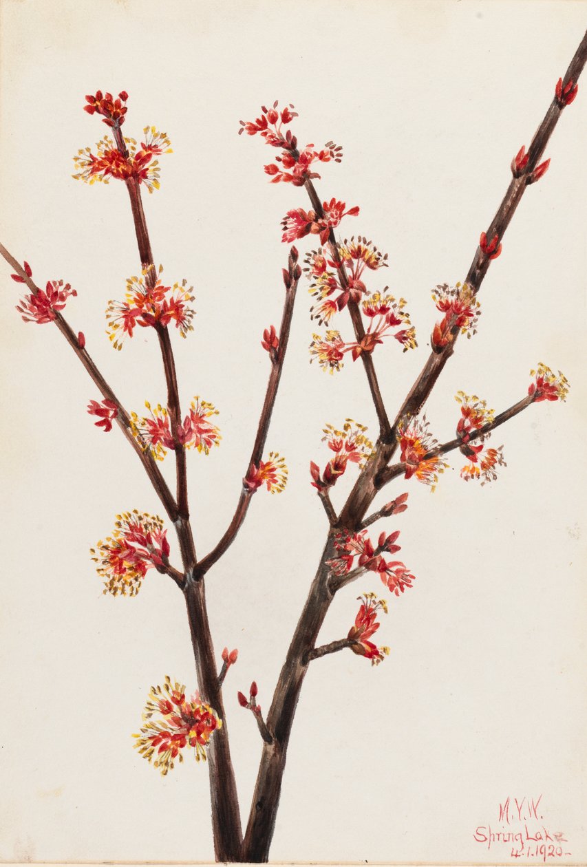 红枫 Acer rubrum, 1920. 作者 玛丽·沃克斯·沃尔科特