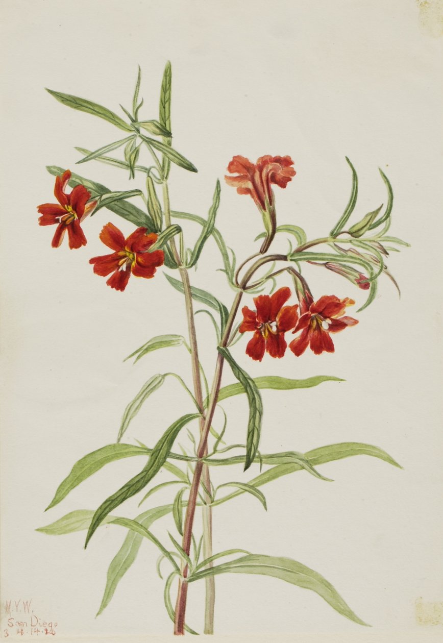 红猴头花（Diplaucus puniceus） 作者 玛丽·沃克斯·沃尔科特