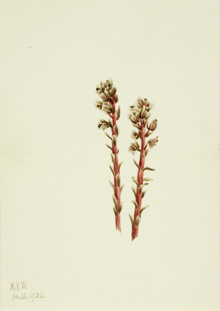 Red Pinesap Hypopitys lanuginosa, 1920. 作者 玛丽·沃克斯·沃尔科特