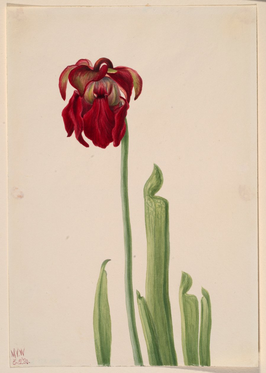 红色垂盆草（Sarracenia jonesii） 作者 玛丽·沃克斯·沃尔科特