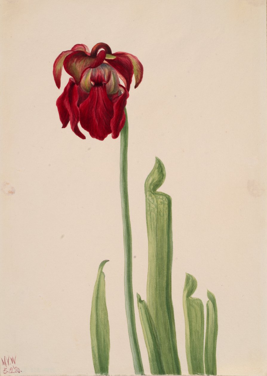 Red Pitcherplant Sarracenia jonesii, 1930. 作者 玛丽·沃克斯·沃尔科特