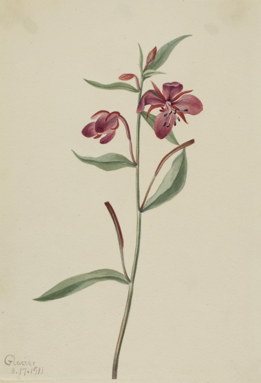 红柳草（Epilobium latifolium） 作者 玛丽·沃克斯·沃尔科特