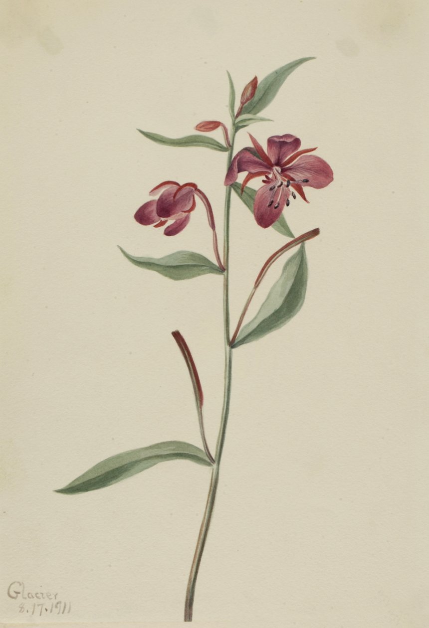 Red Willowweed Epilobium latifolium, 1911. 作者 玛丽·沃克斯·沃尔科特
