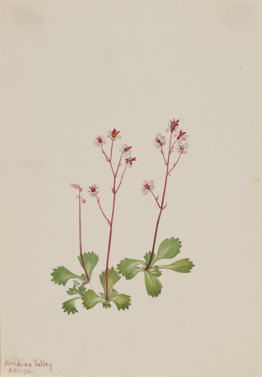 红茎虎耳草（Saxifraga lyallii） 作者 玛丽·沃克斯·沃尔科特