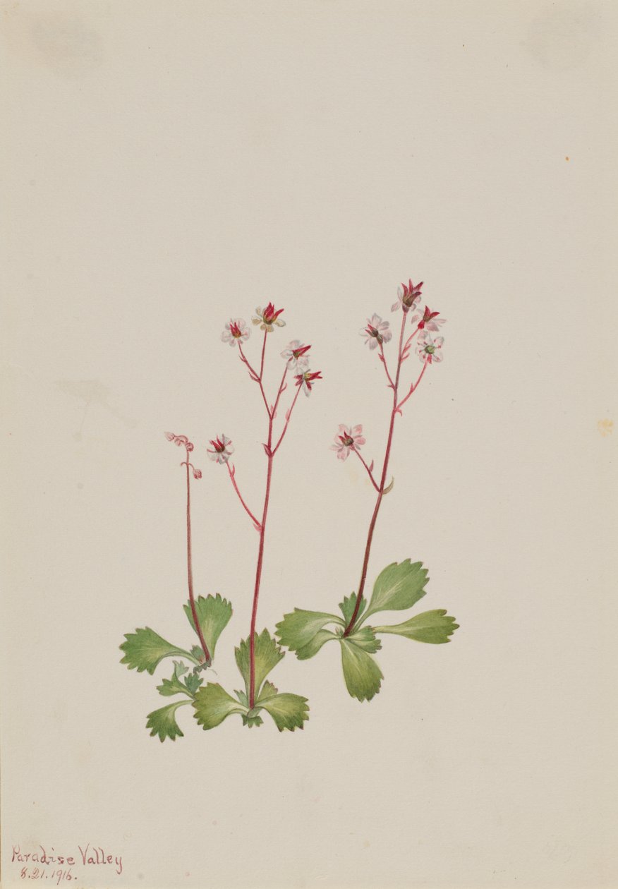 Redstem Saxifrage Saxifraga lyallii, 1916. 作者 玛丽·沃克斯·沃尔科特