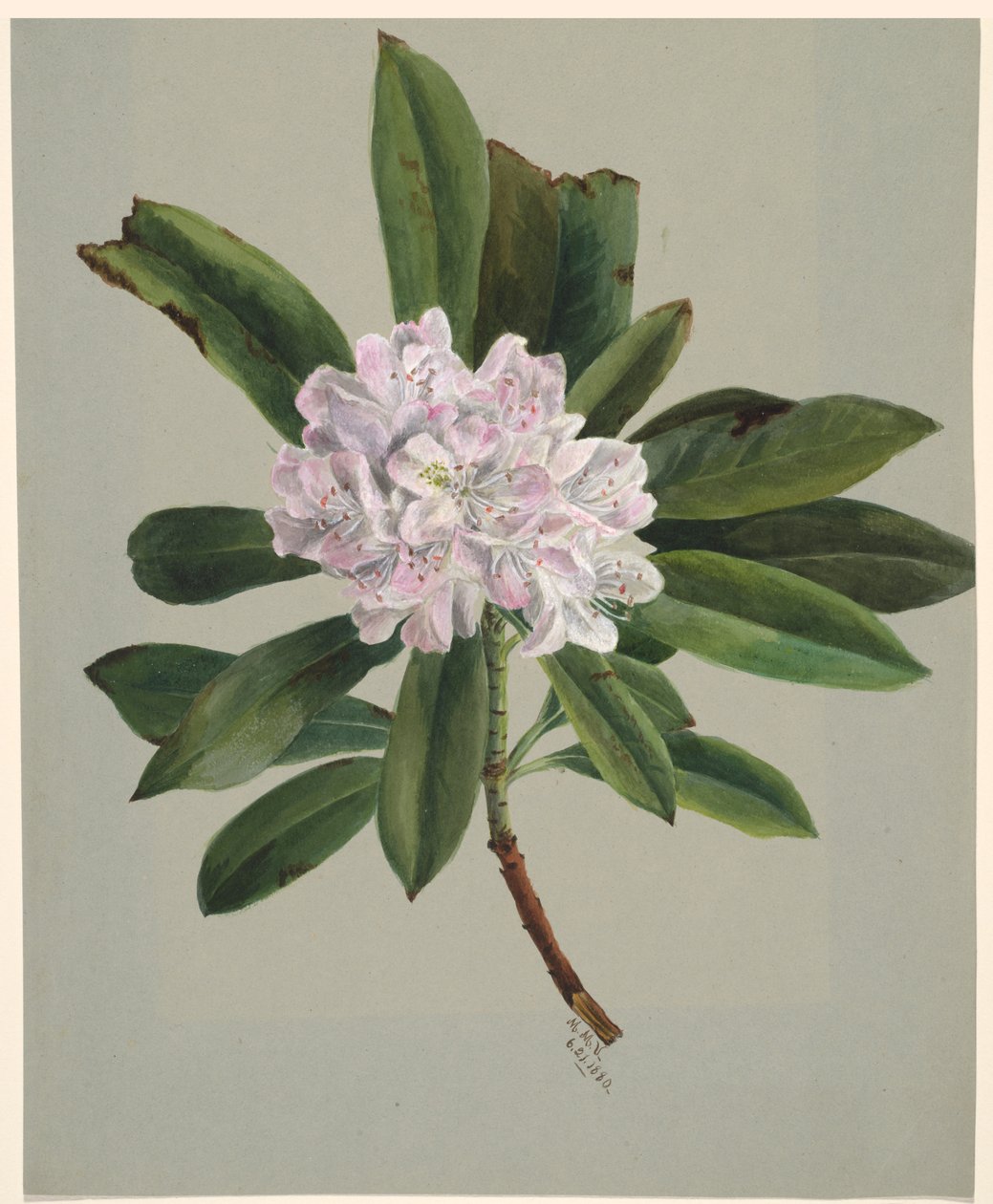 Rhododendron Rhododendron maximum, 1880. 作者 玛丽·沃克斯·沃尔科特