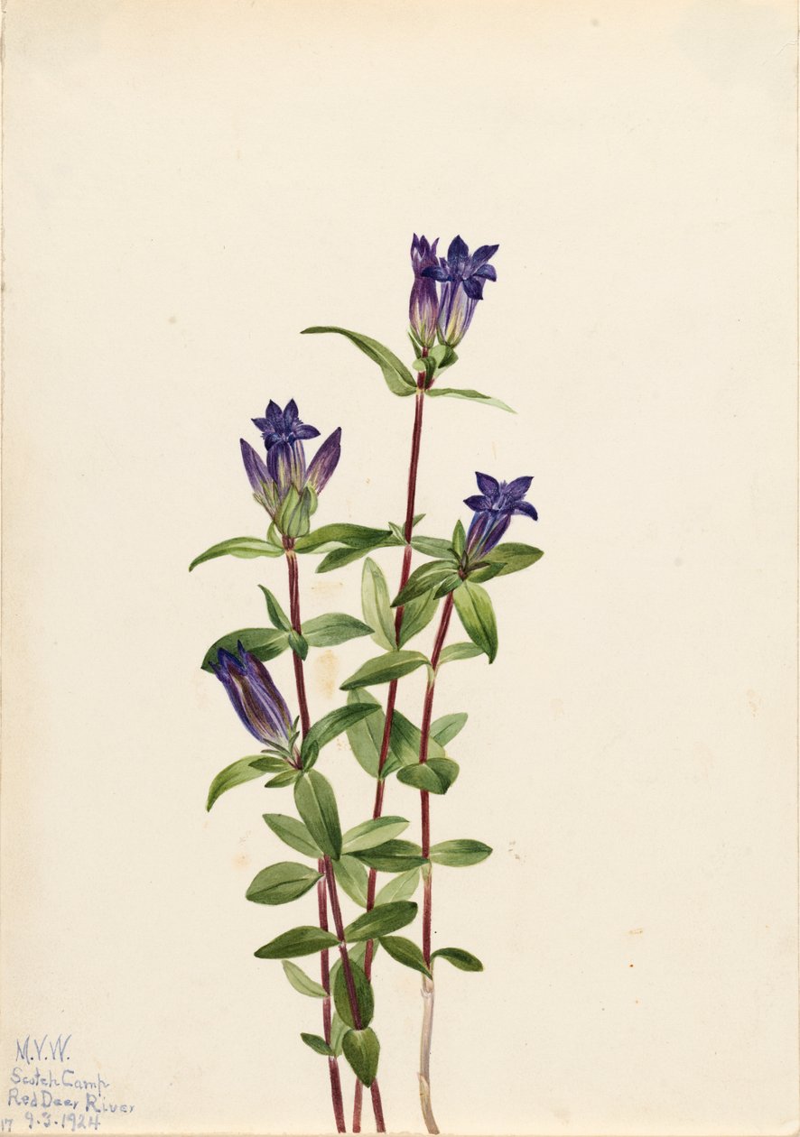 河岸龙胆 Gentiana affinis, 1924. 作者 玛丽·沃克斯·沃尔科特