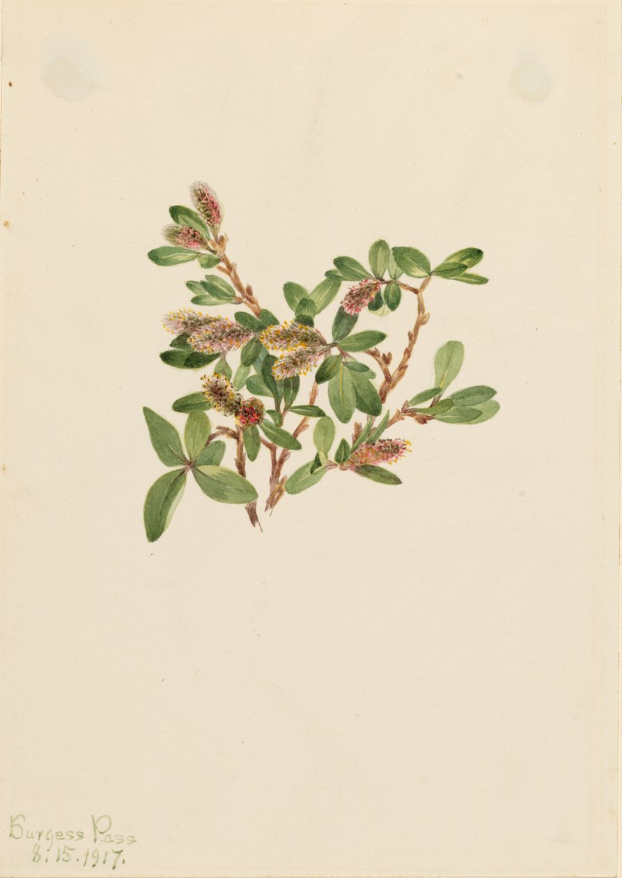 岩柳（Salix petrophila） 作者 玛丽·沃克斯·沃尔科特