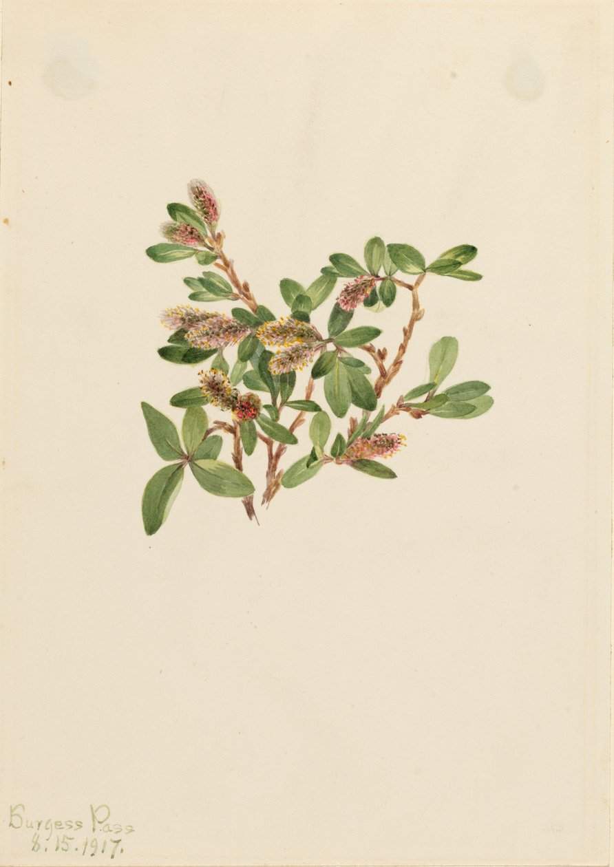 岩柳 Salix petrophila, 1917. 作者 玛丽·沃克斯·沃尔科特