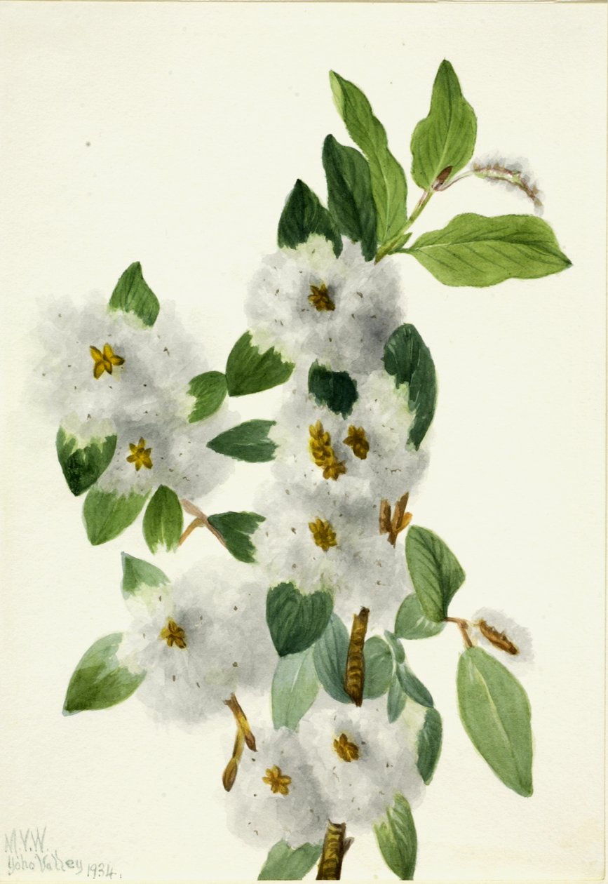 岩柳 Salix vestita, 1934. 作者 玛丽·沃克斯·沃尔科特