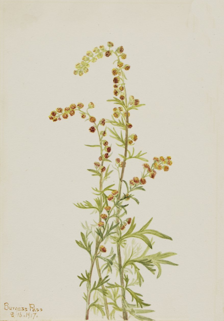Rock Wormwood Artemisia discolor, 1917. 作者 玛丽·沃克斯·沃尔科特