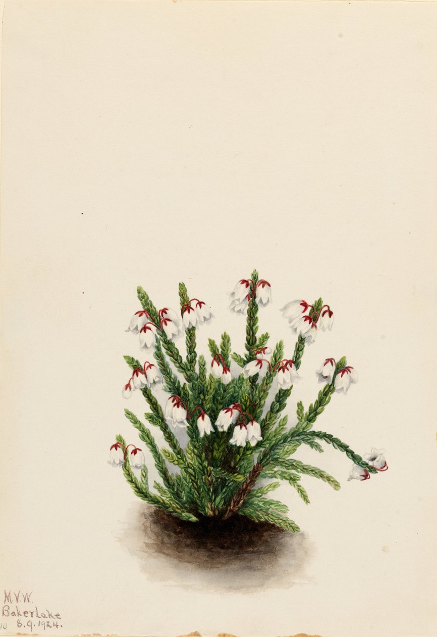 落基山仙后座（Cassiope mertensiana） 作者 玛丽·沃克斯·沃尔科特