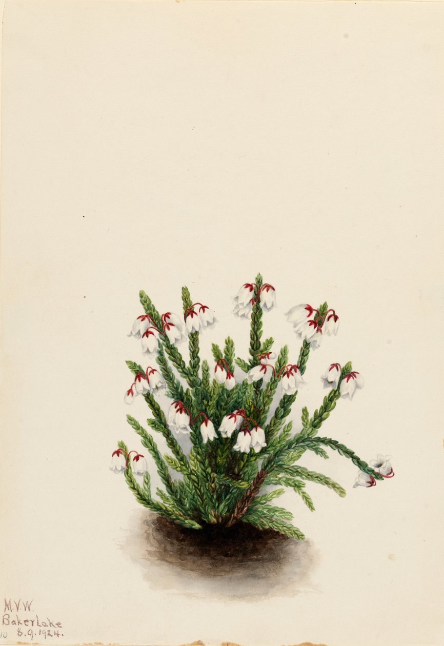 Rocky Mountain Cassiope Cassiope mertensiana, 1924. 作者 玛丽·沃克斯·沃尔科特
