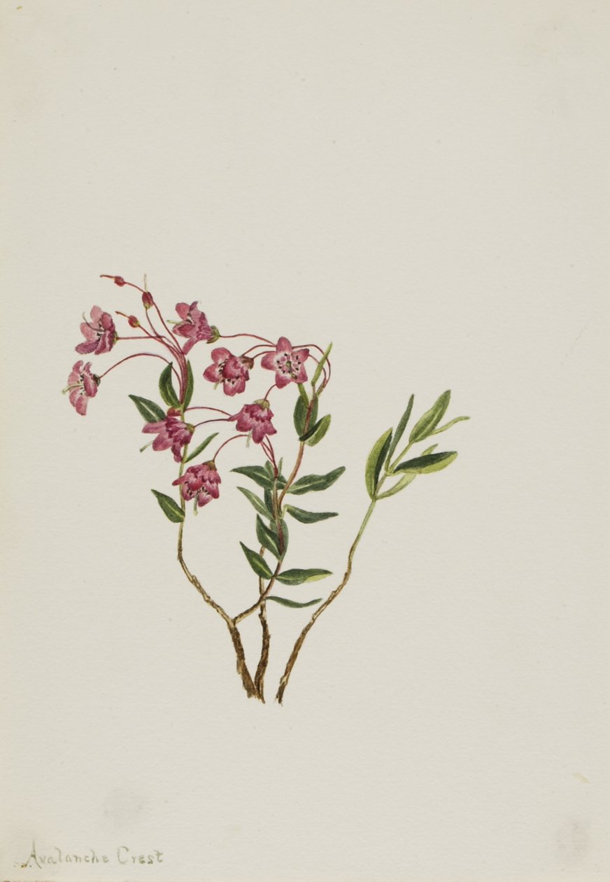 落基山石莲花（Kalmia microphylla） 作者 玛丽·沃克斯·沃尔科特