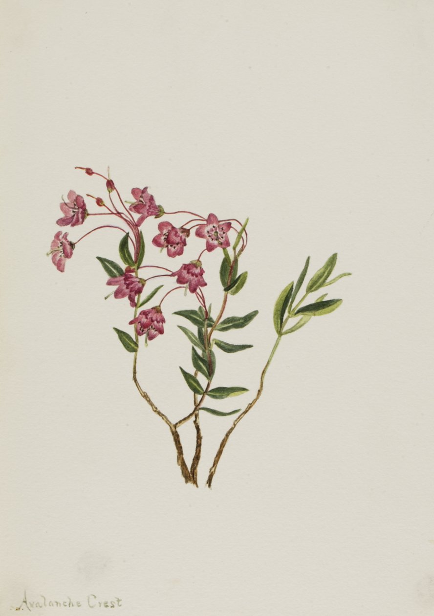落基山 Kalmia Kalmia microphylla, n.d. 作者 玛丽·沃克斯·沃尔科特