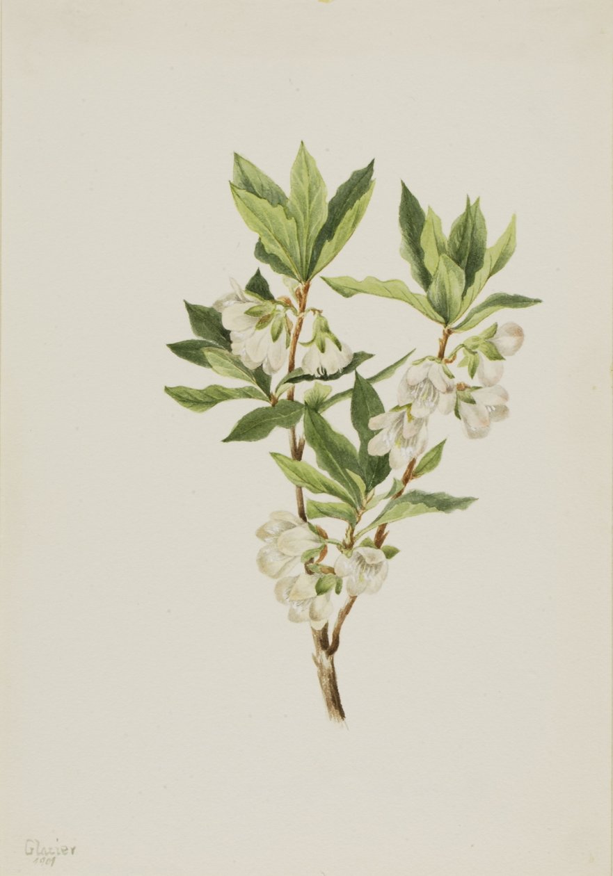 落基山杜鹃花（Rhododendron albiflorum） 作者 玛丽·沃克斯·沃尔科特