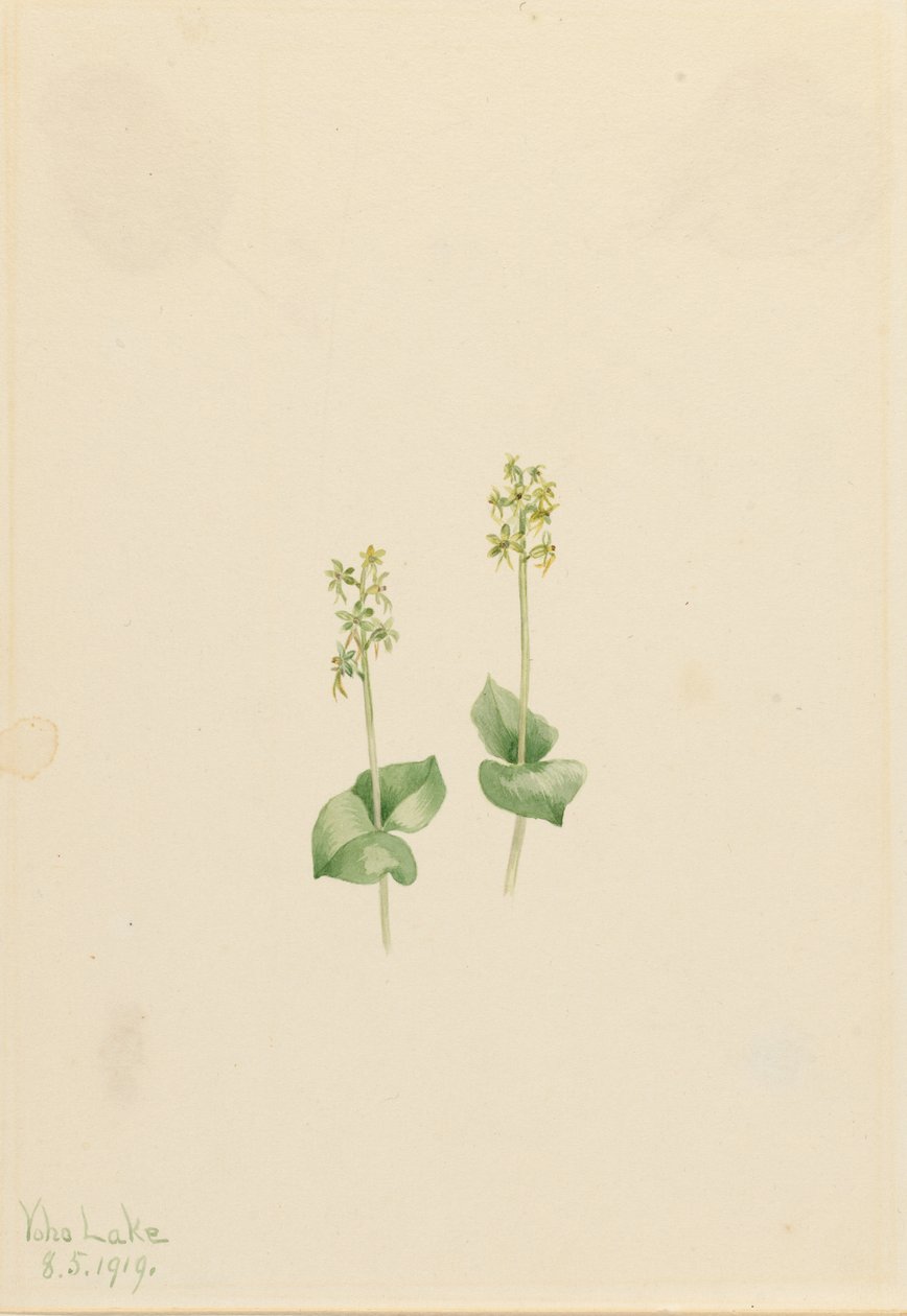 落基山翠雀（Ophrys necrophylla） 作者 玛丽·沃克斯·沃尔科特