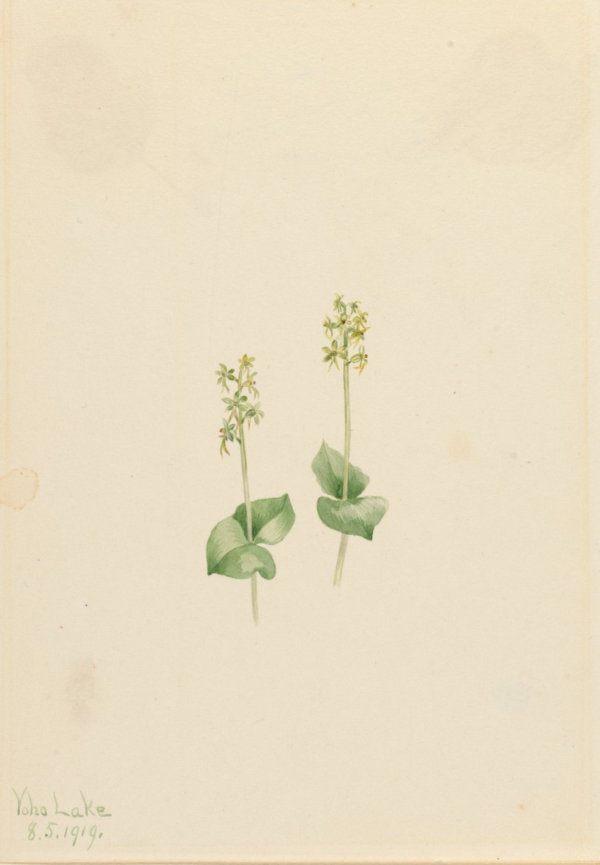 Rocky Mountain Twayblade Ophrys necrophylla, 1919. 作者 玛丽·沃克斯·沃尔科特