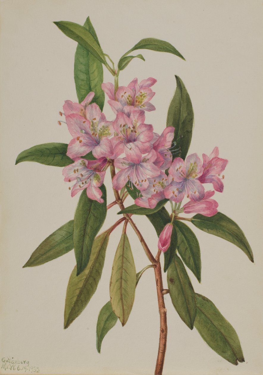 玫瑰湾杜鹃花（Rhododendron carolinianum） 作者 玛丽·沃克斯·沃尔科特