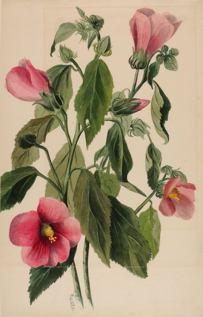 玫瑰龙胆（Sabbatia angularis） 作者 玛丽·沃克斯·沃尔科特