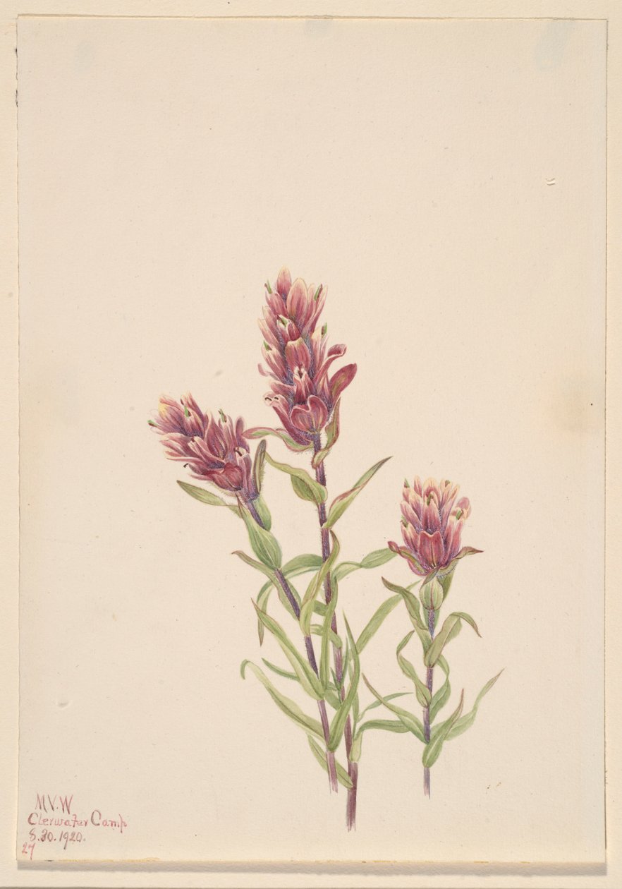 玫瑰画眉草（Castilleja pallida） 作者 玛丽·沃克斯·沃尔科特