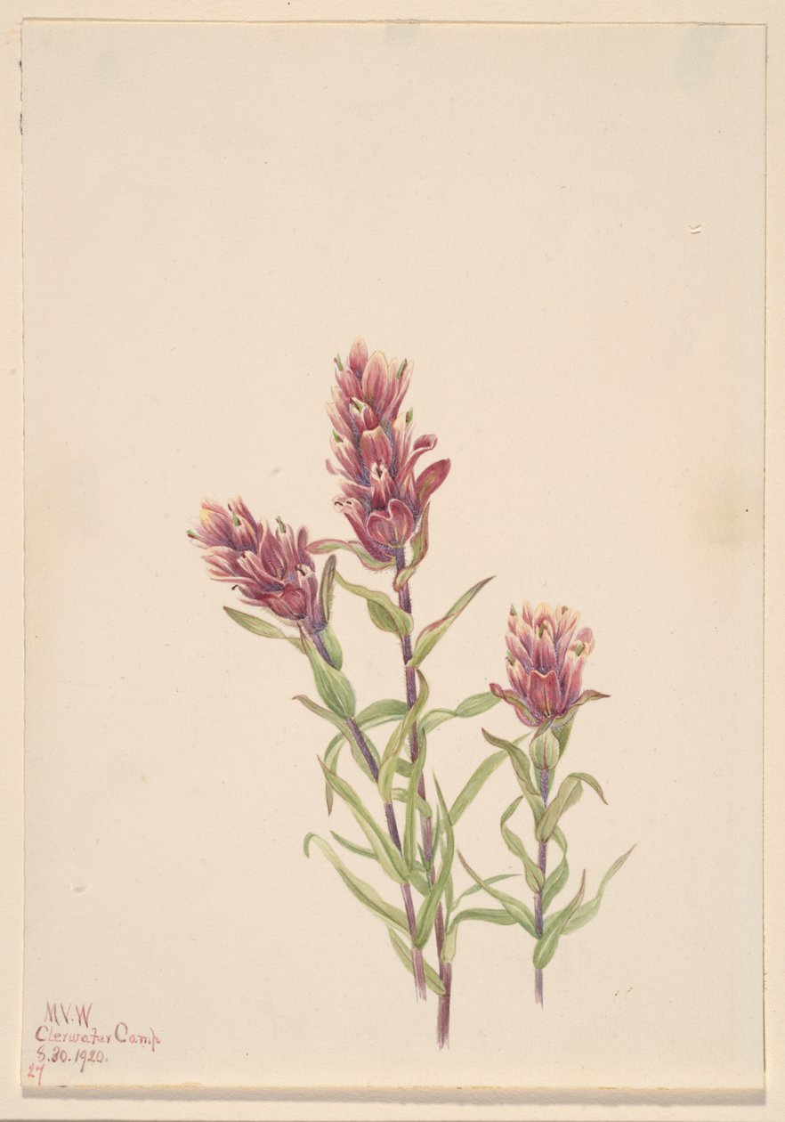 Rose Paintbrush Castilleja pallida, 1920. 作者 玛丽·沃克斯·沃尔科特