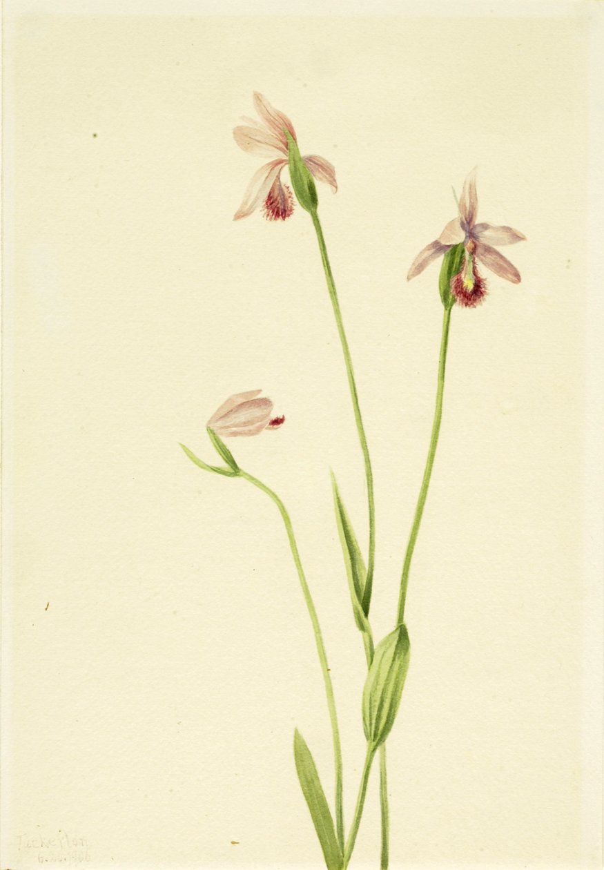 Rose Pogonia Pogonia ophioglossoides, 1906. 作者 玛丽·沃克斯·沃尔科特