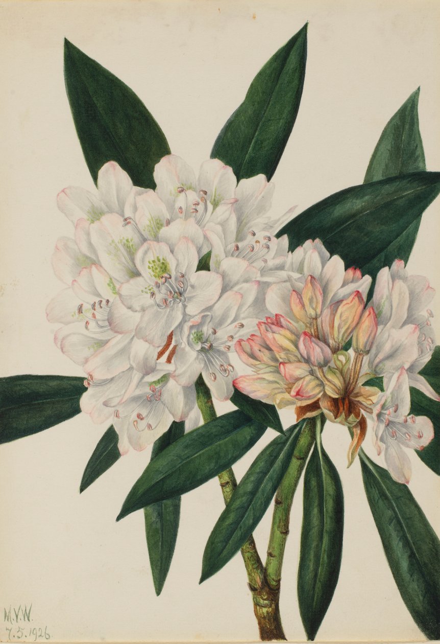 玫瑰湾杜鹃花（Rhododendron maximum） 作者 玛丽·沃克斯·沃尔科特
