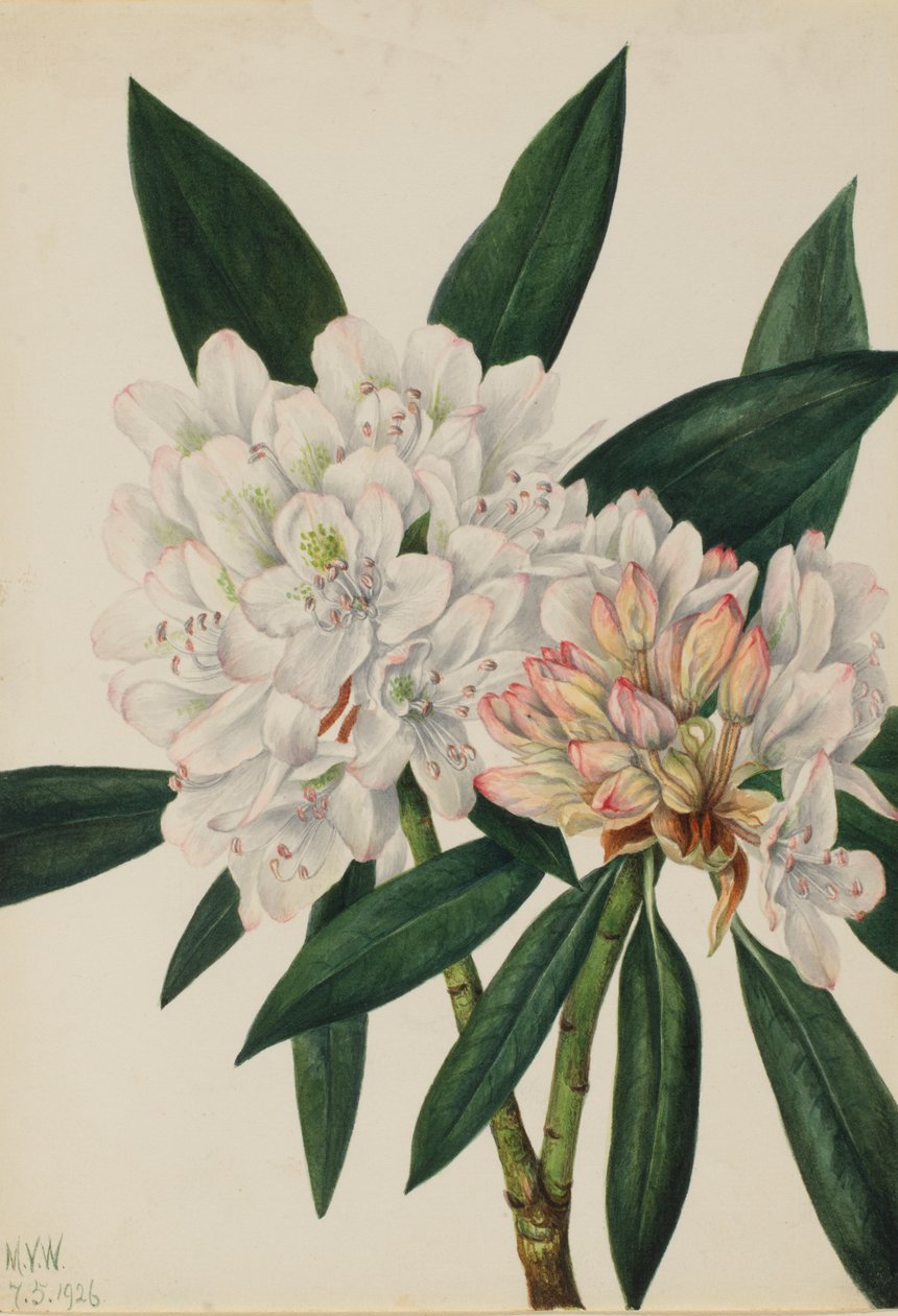 Rosebay Rhododendron Rhododendron maximum, 1926. 作者 玛丽·沃克斯·沃尔科特