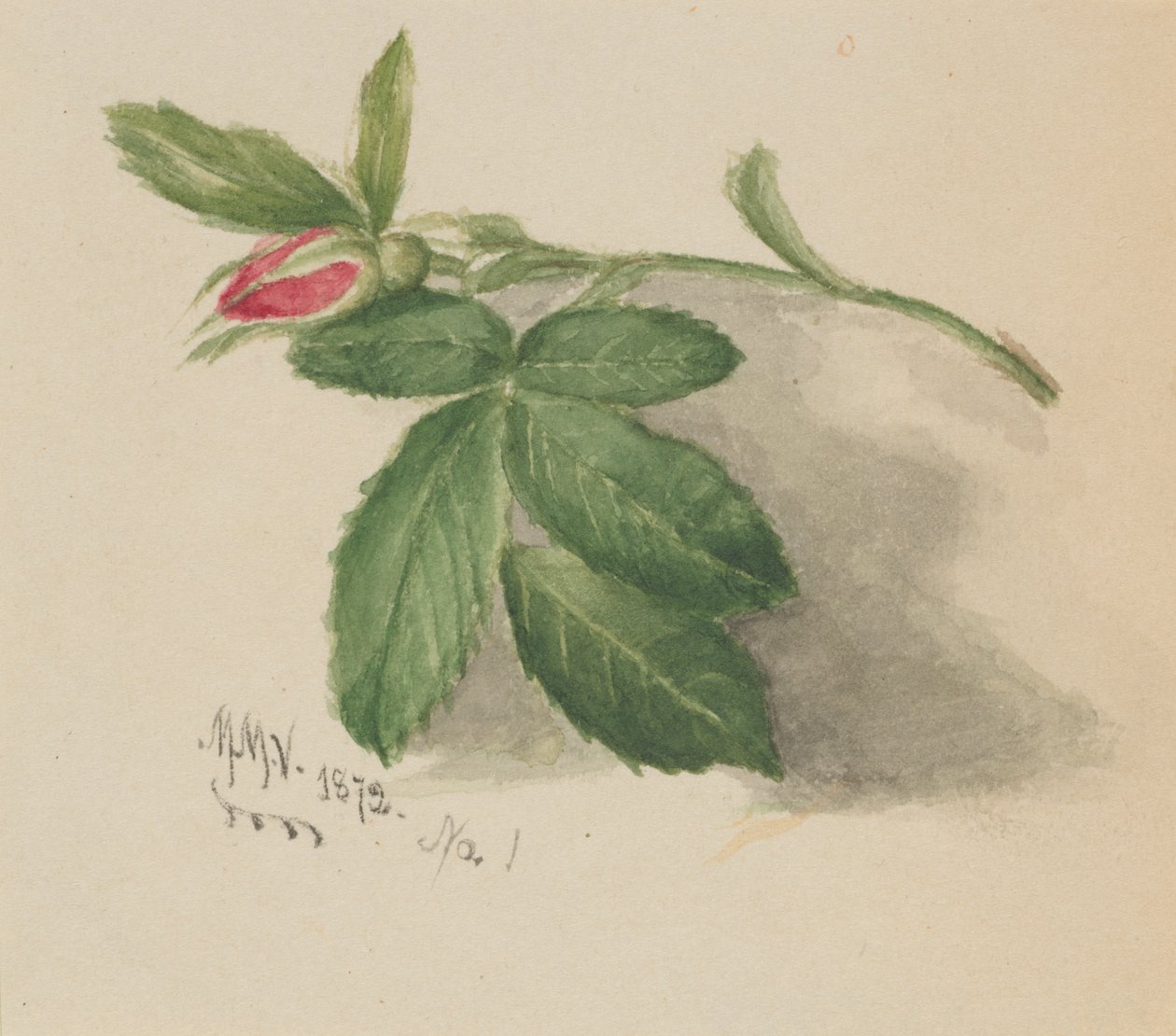 蔷薇花，1872年。 作者 玛丽·沃克斯·沃尔科特