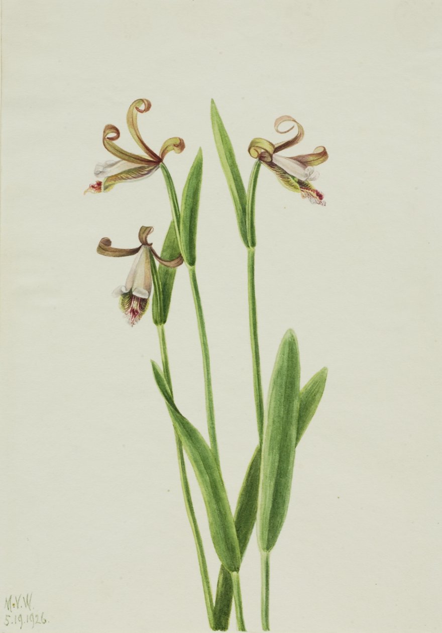 Rosebud Orchid Pogonia divaricata, 1926. 作者 玛丽·沃克斯·沃尔科特