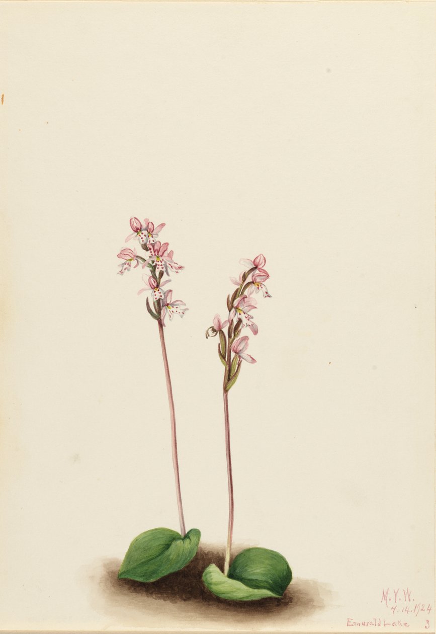 圆叶兰（Orchis rotundifolia） 作者 玛丽·沃克斯·沃尔科特