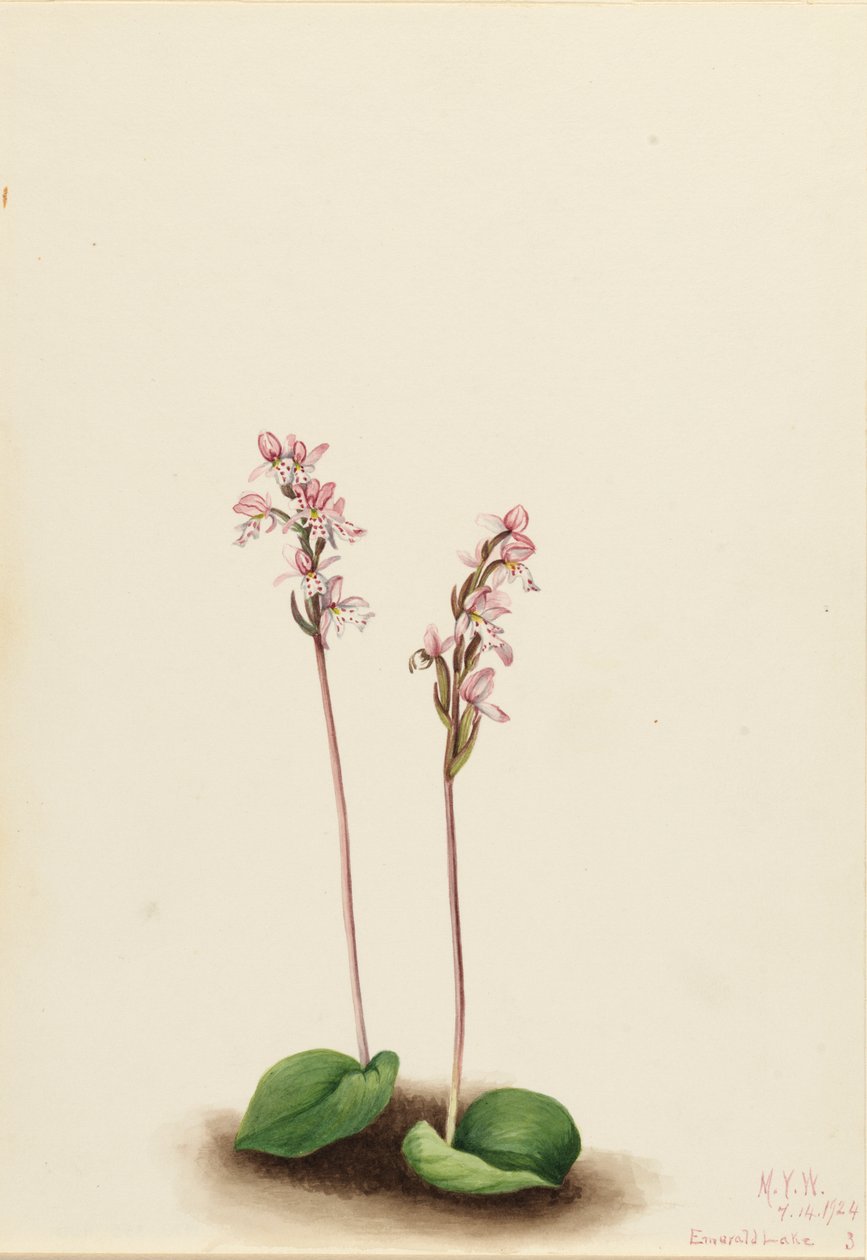 圆叶兰 Orchis rotundifolia, 1924. 作者 玛丽·沃克斯·沃尔科特