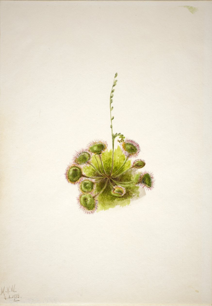 圆叶圣草（Drosera rotundifolia） 作者 玛丽·沃克斯·沃尔科特