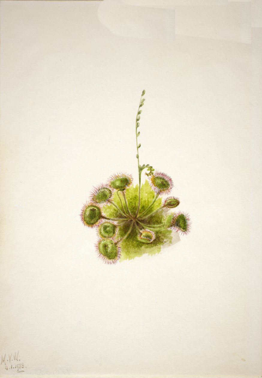 Roundleaf Sundew Drosera rotundifolia, 1933. 作者 玛丽·沃克斯·沃尔科特