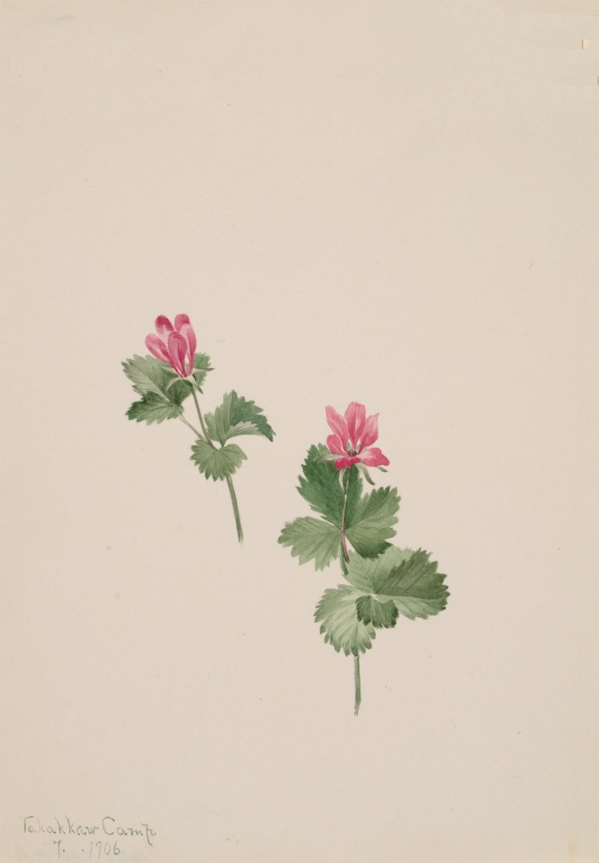 Rubus articus, 1881. 作者 玛丽·沃克斯·沃尔科特