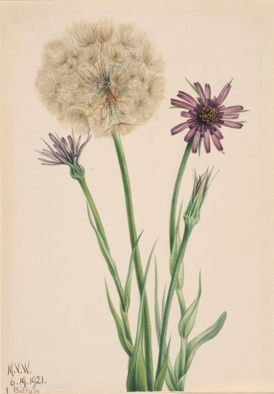 Salsify Tragopogon porrifolius, 1921. 作者 玛丽·沃克斯·沃尔科特
