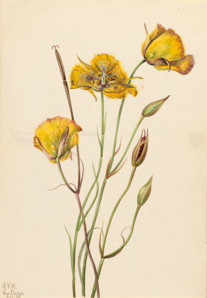 圣地亚哥沼泽（Calochortus weedii） 作者 玛丽·沃克斯·沃尔科特