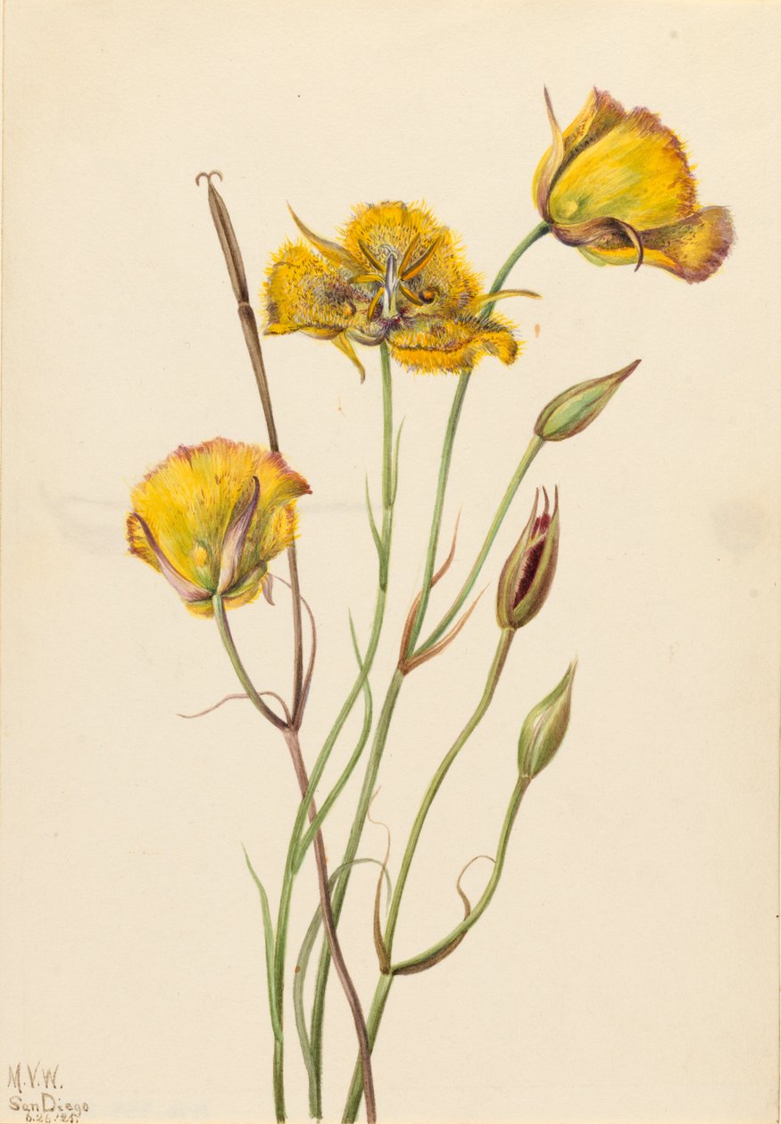 San Diego Mariposa Calochortus weedii, 1925. 作者 玛丽·沃克斯·沃尔科特