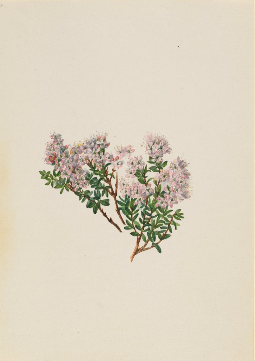 沙地桃花Leiophyllum lyoni，约1930年代。 作者 玛丽·沃克斯·沃尔科特