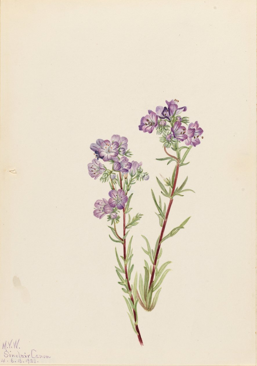沙棘（Phacelia linearis） 作者 玛丽·沃克斯·沃尔科特
