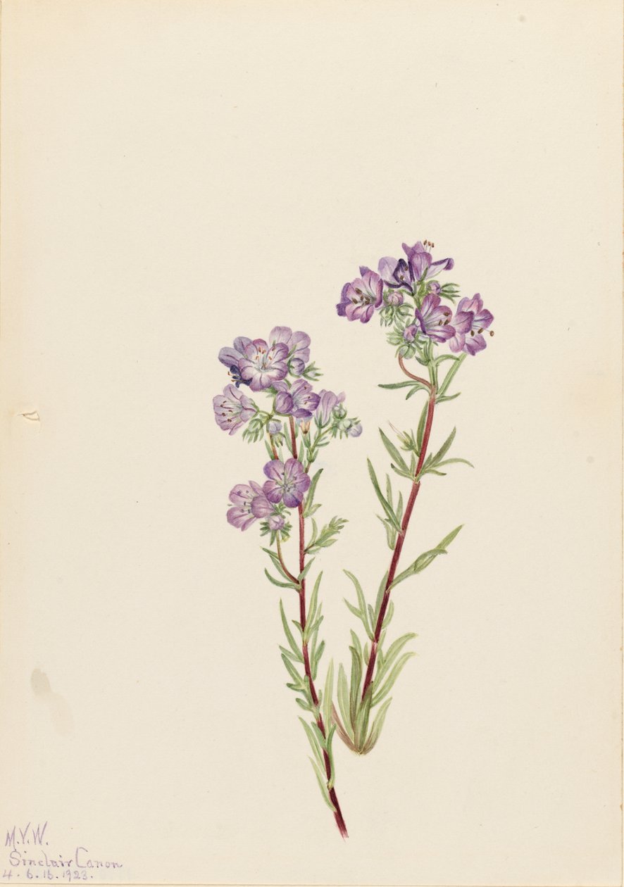 Sand Phacelia Phacelia linearis, 1923. 作者 玛丽·沃克斯·沃尔科特