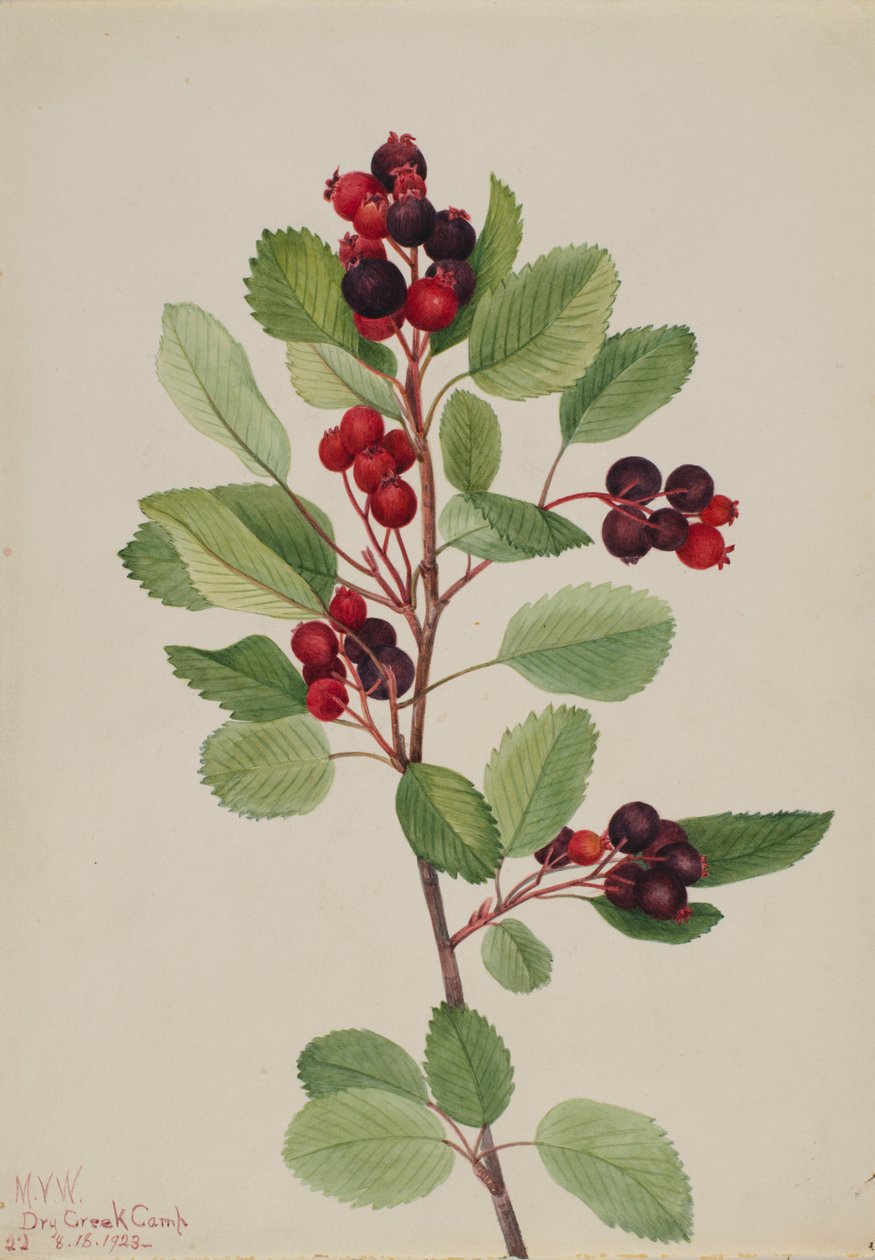 萨斯卡通（Amelanchier alnifolia） 作者 玛丽·沃克斯·沃尔科特