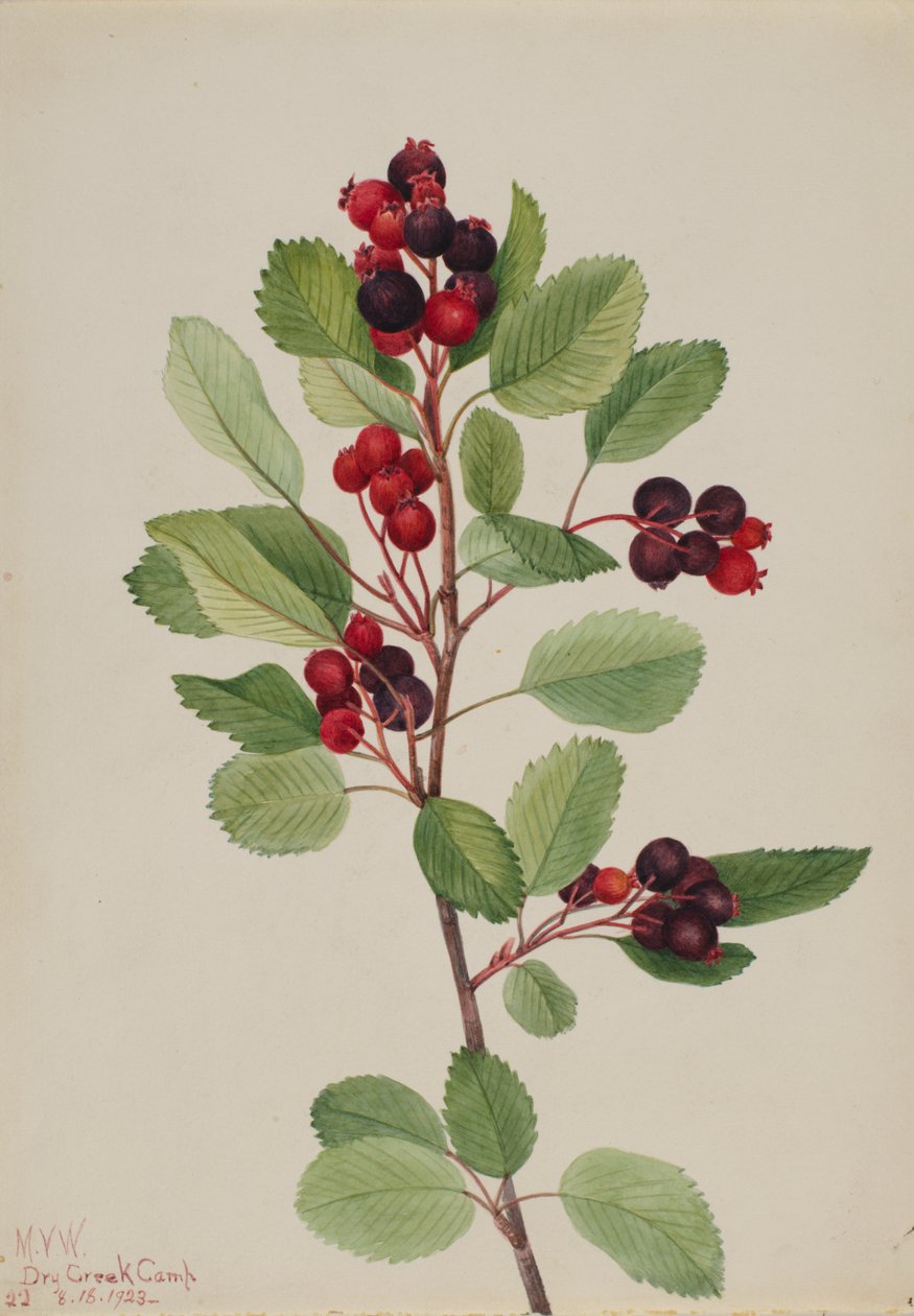 Saskatoon Amelanchier alnifolia, 1923. 作者 玛丽·沃克斯·沃尔科特