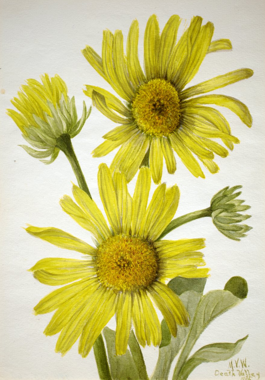 缎叶金头鱼 Enceliopsis covillei, 1935. 作者 玛丽·沃克斯·沃尔科特