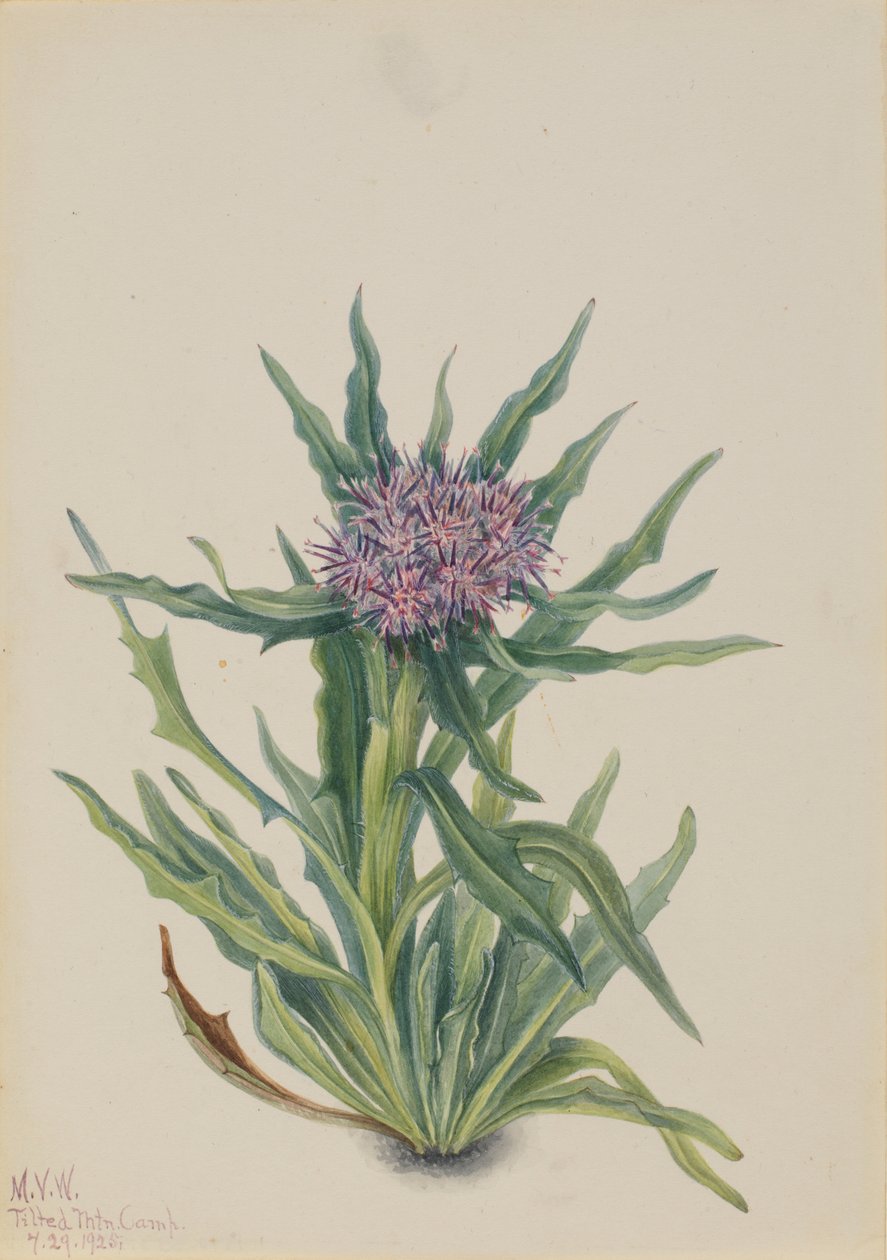 苏云金（Saussurea densa） 作者 玛丽·沃克斯·沃尔科特
