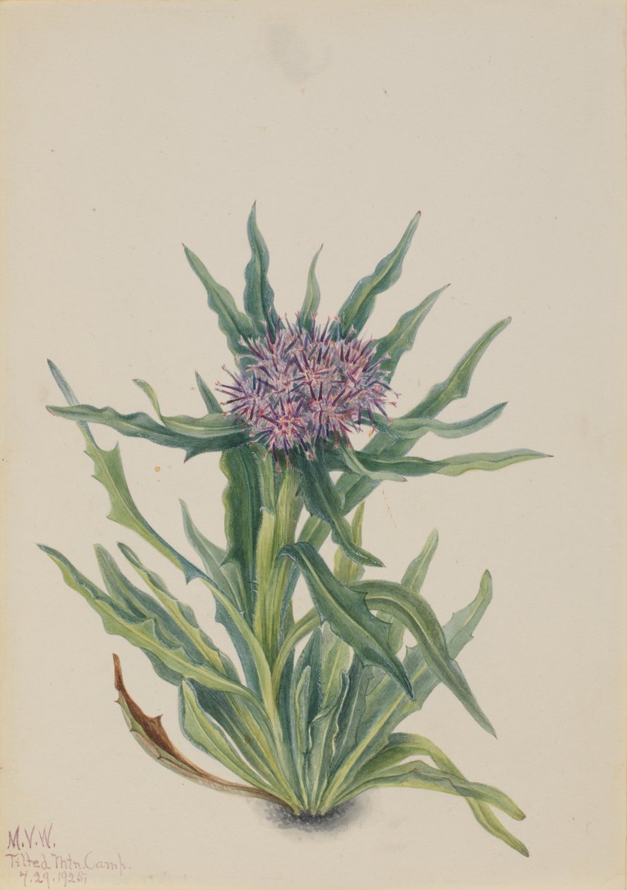 Saussurea Saussurea densa, 1925. 作者 玛丽·沃克斯·沃尔科特