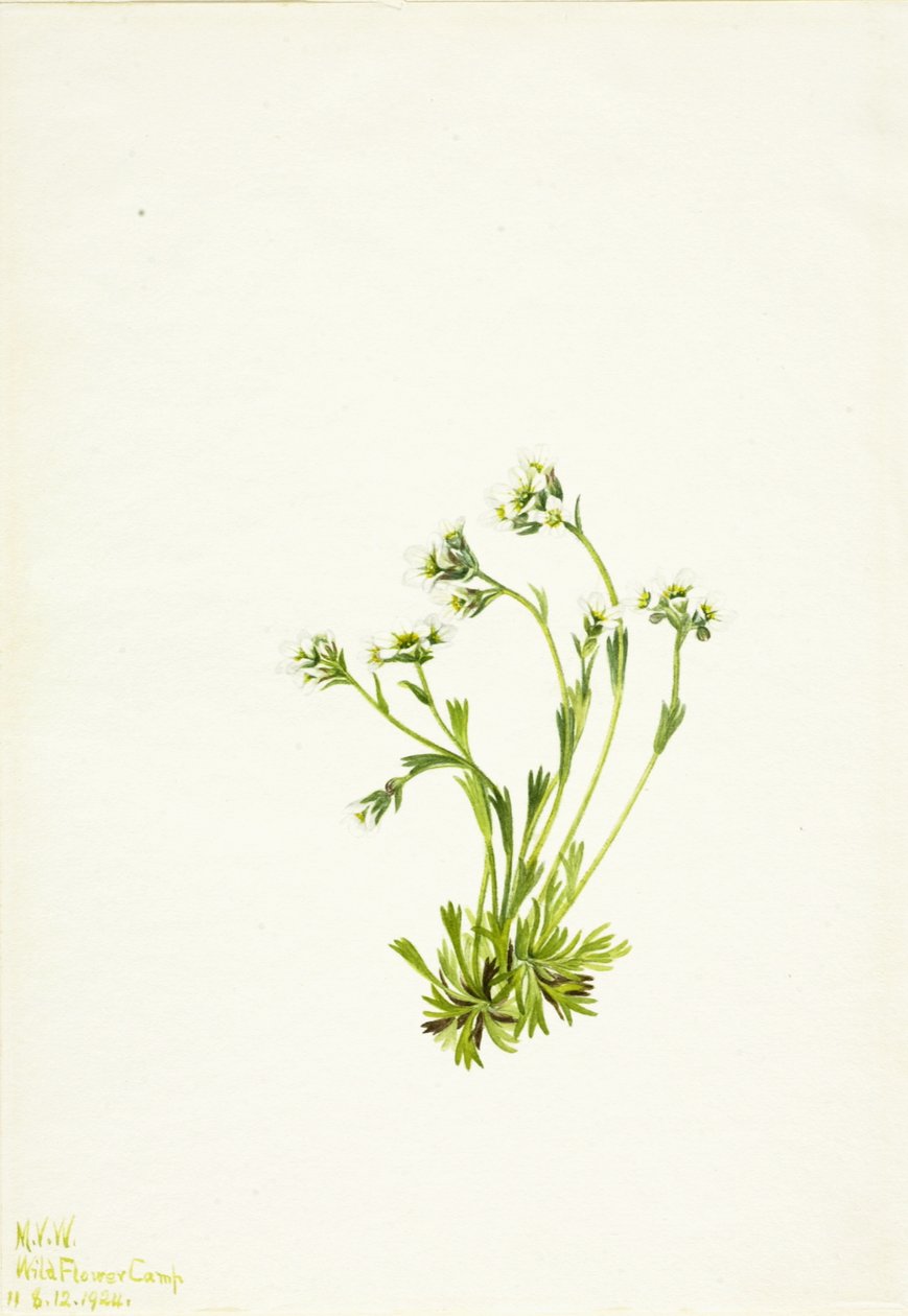 Saxifrage Saxifraga caespitosa, 1924. 作者 玛丽·沃克斯·沃尔科特