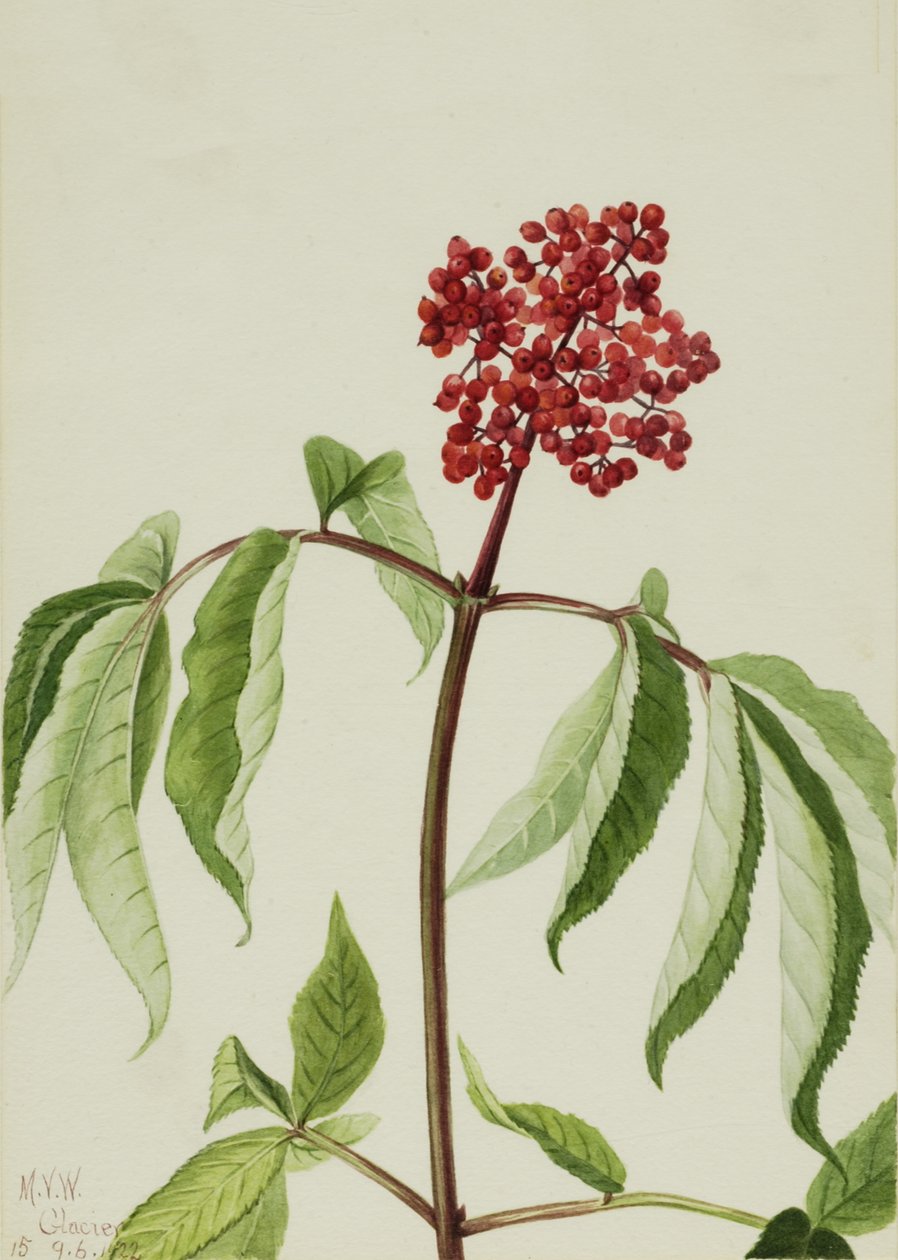 Scarlet Elder Sambucus pubens, 1922. 作者 玛丽·沃克斯·沃尔科特